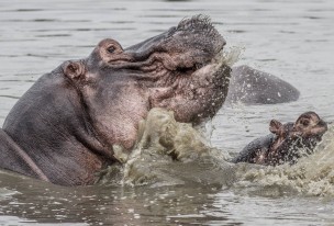 Hippos in Selous. Photo by Scott Johnson